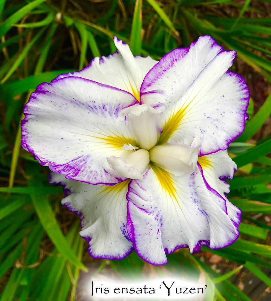 Iris ensata 'Yuzen'