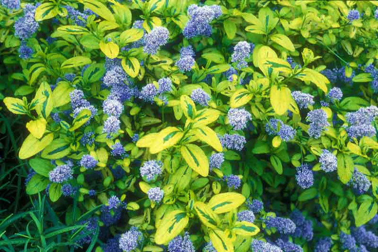 Ceanothus thyrsiflorus 'Zanzibar'