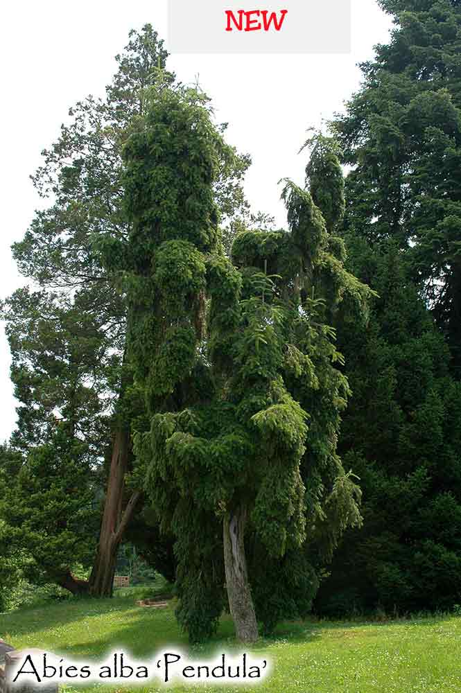 Abies alba 'Pendula'