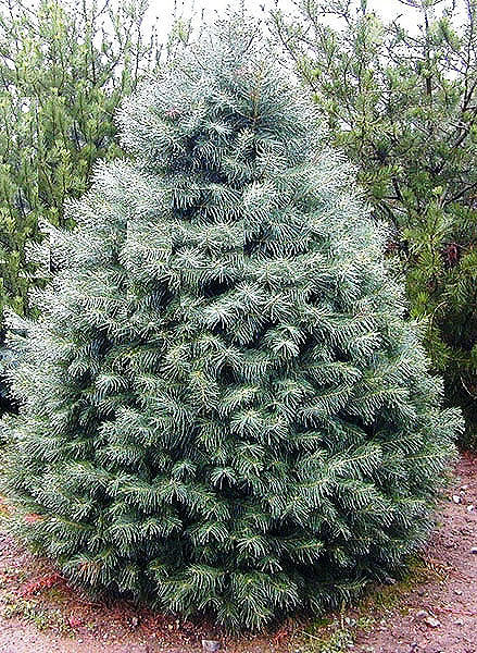 Abies concolor 'Candicans'