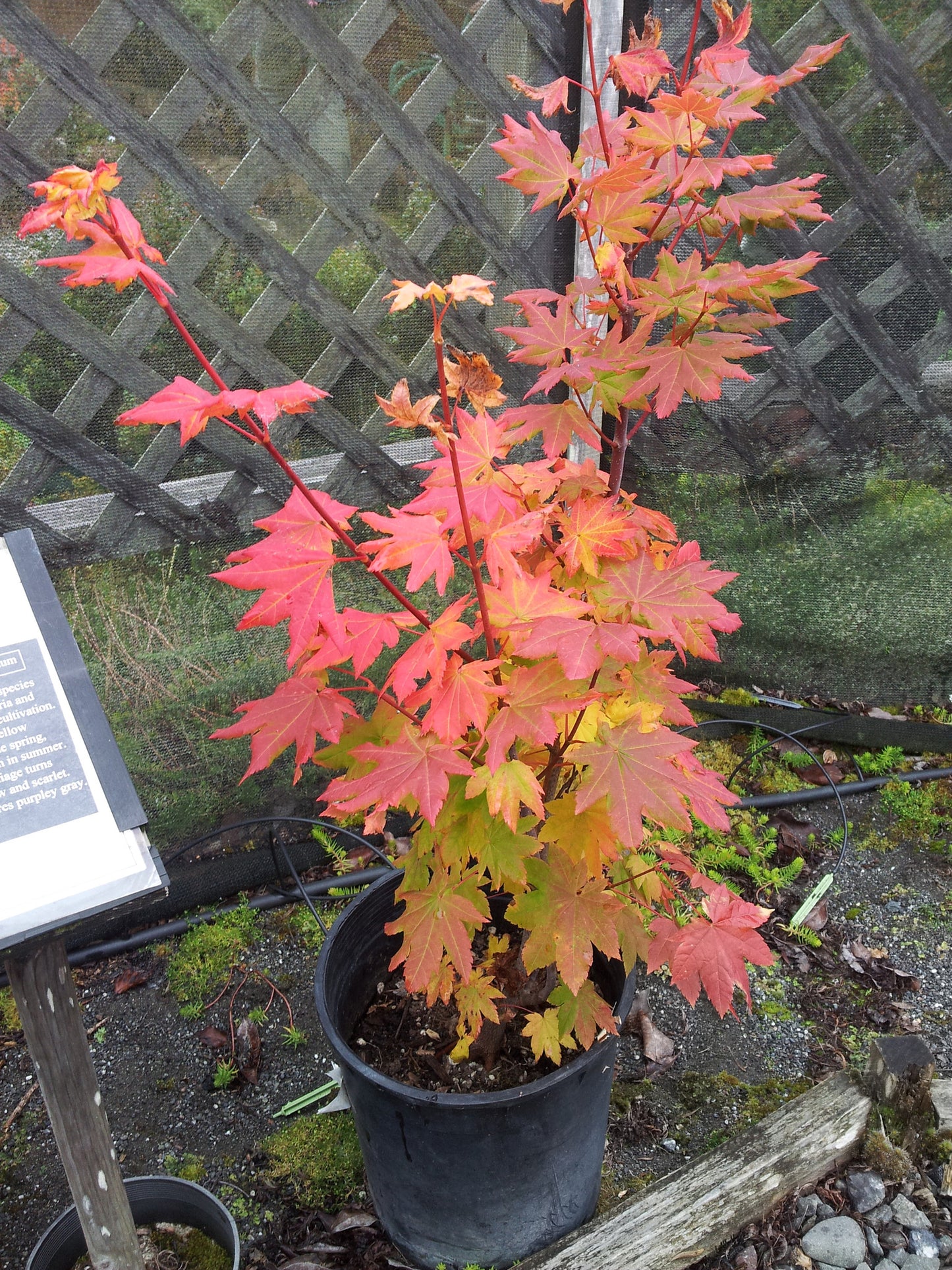 Korean Maple