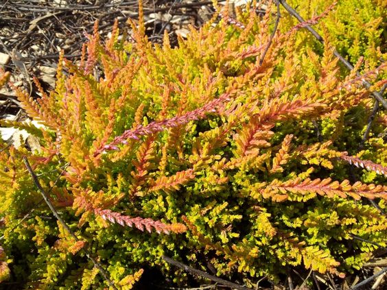 Calluna vulgaris 'Aurea'