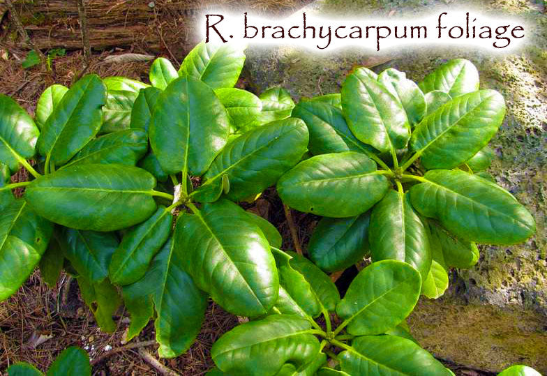R. brachycarpum ssp. brachycarpum