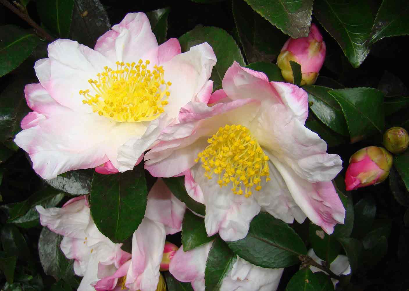 Camellia sasanqua 'Apple Blossom'