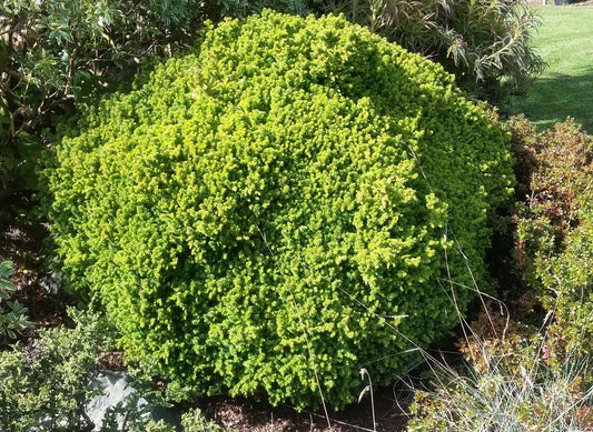 Compressa (Japanese Cedar)