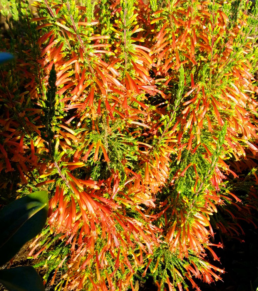 Erica curviflora