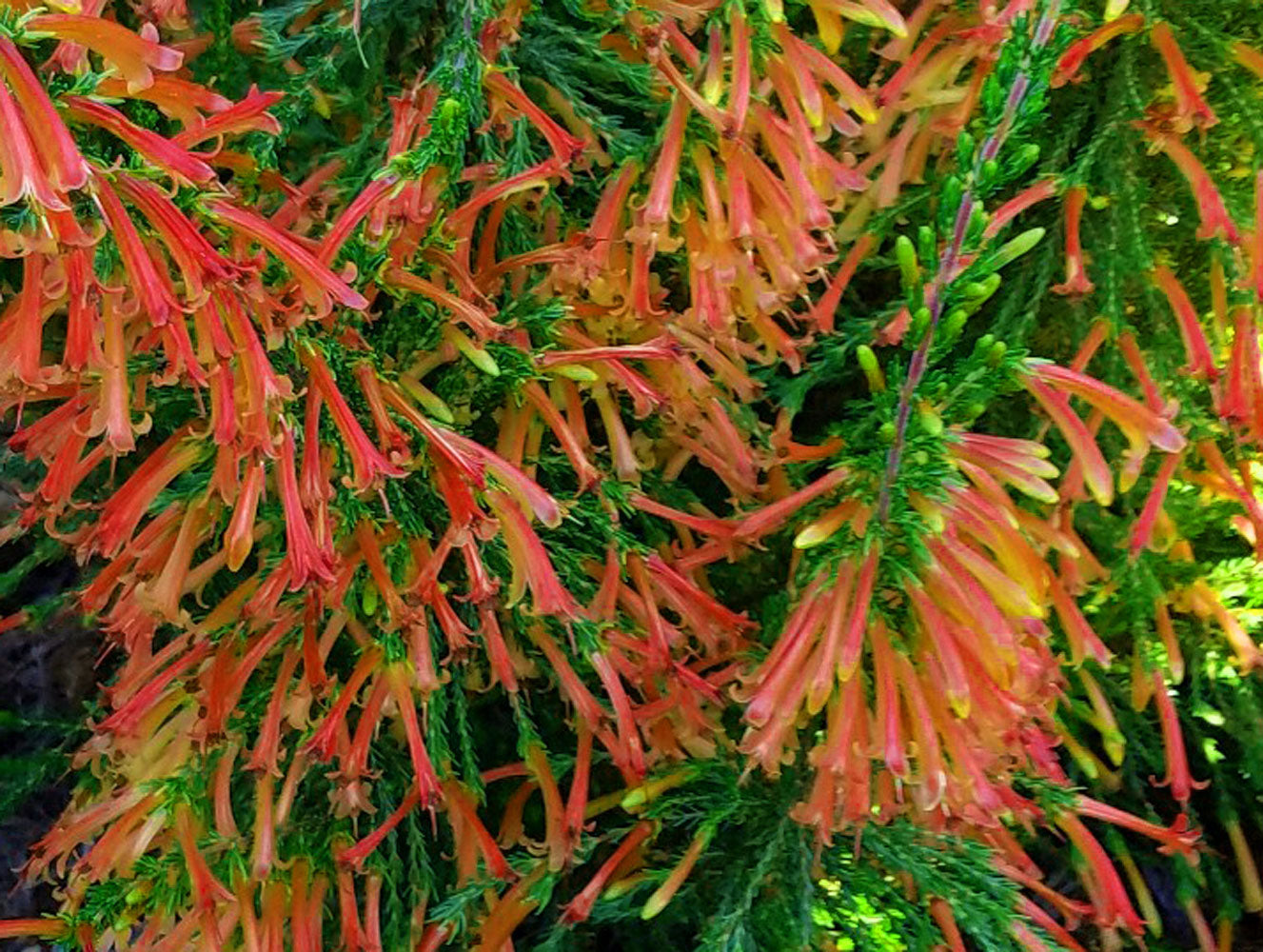 Erica curviflora