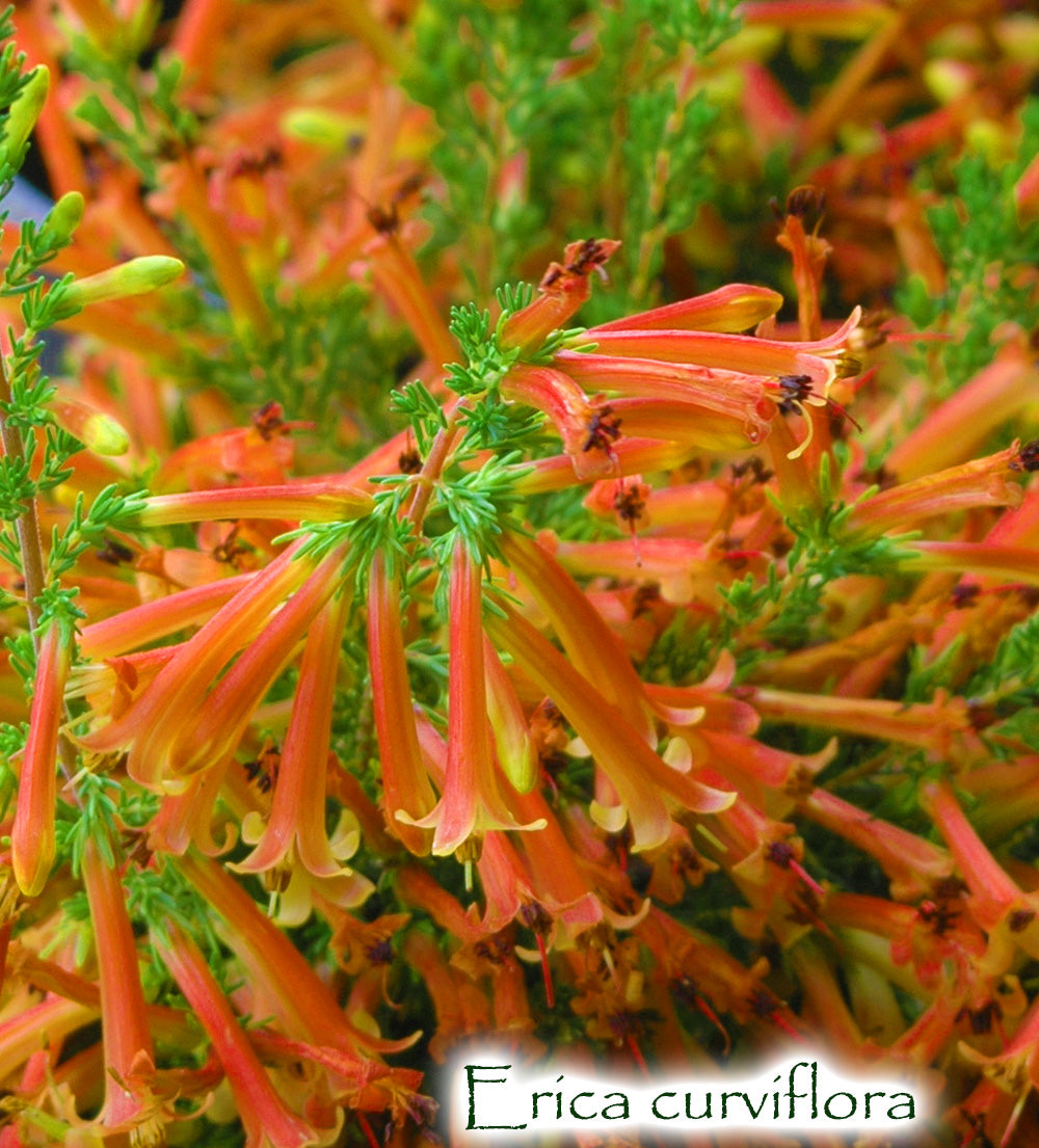 Erica curviflora