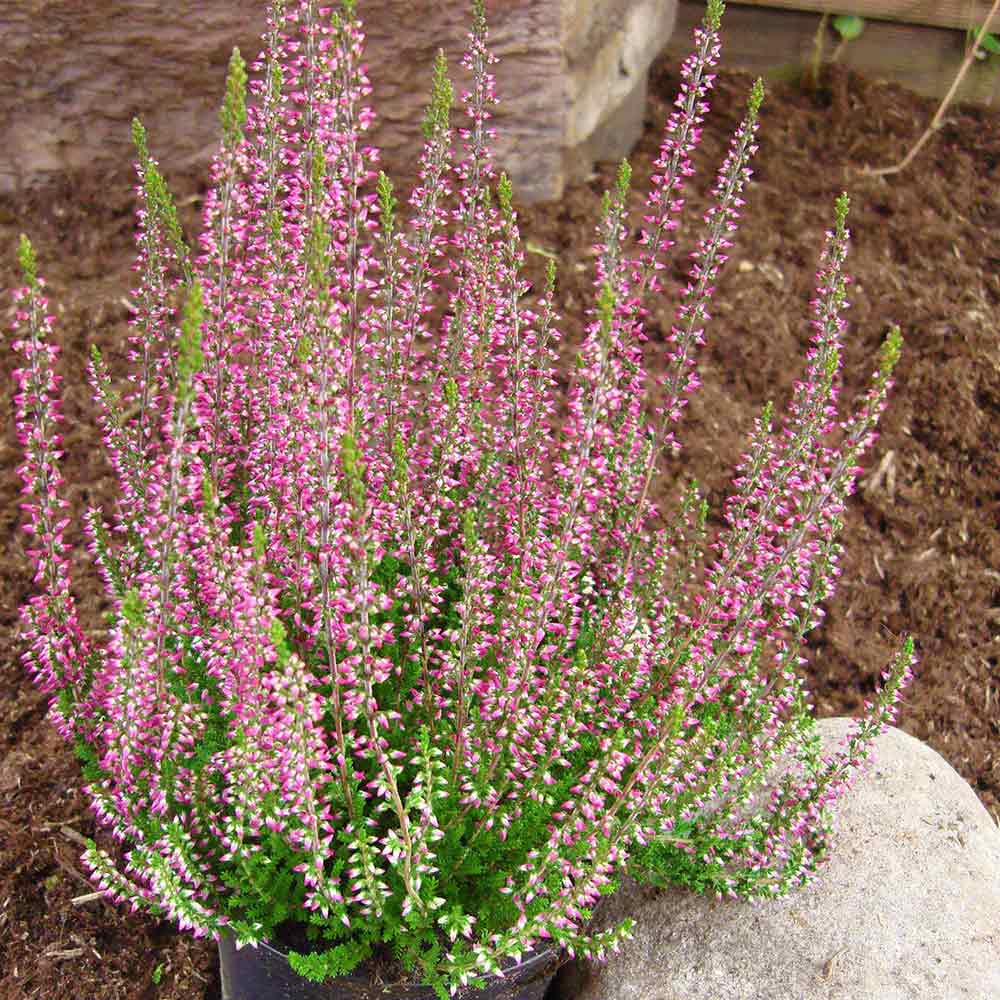 Calluna vulgaris 'Amethyst'