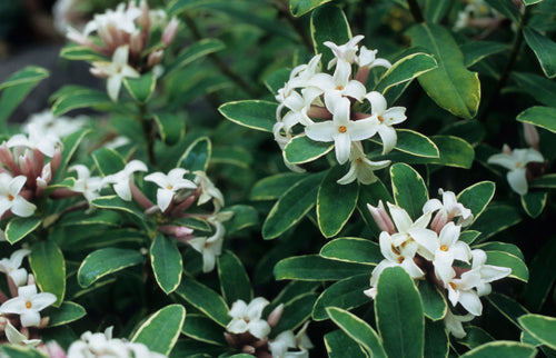 Daphne x transatlantica 'Summer Ice'