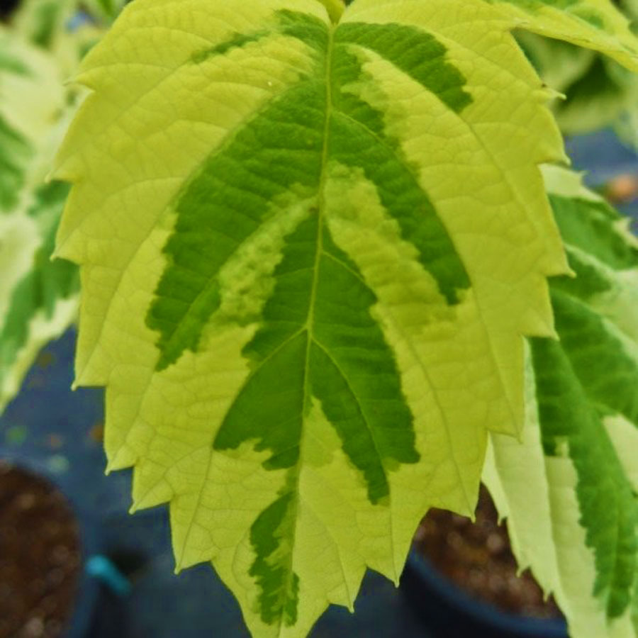 Davidia involucrata 'Lady Sunshine'