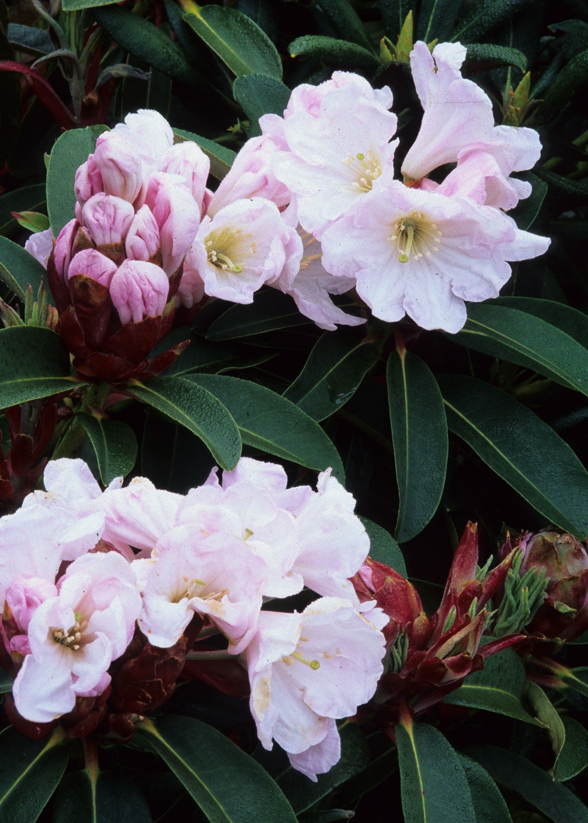 Till Rdecorum R. decorum 'Fee Form' – Singing Tree Gardens Nursery