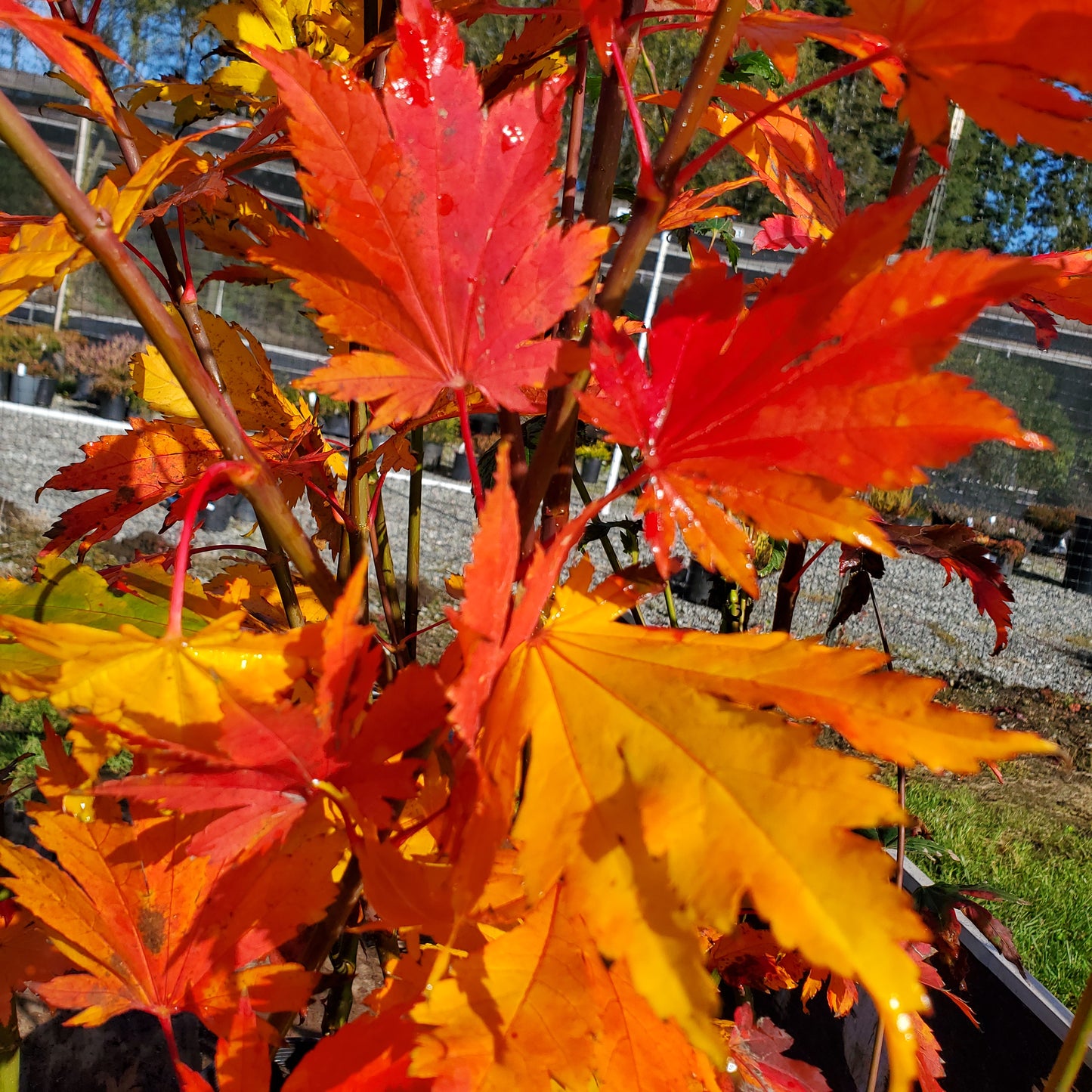 The best trees for fall color.  Acer japonicum Emmitt's Pumpkin