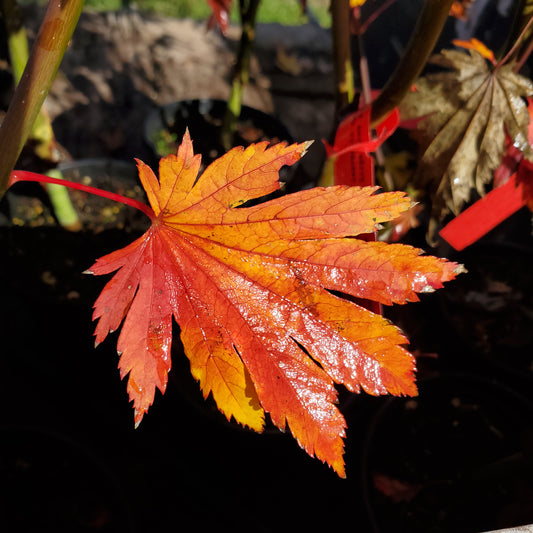 The best trees for fall color.  Emmit's Pumpkin