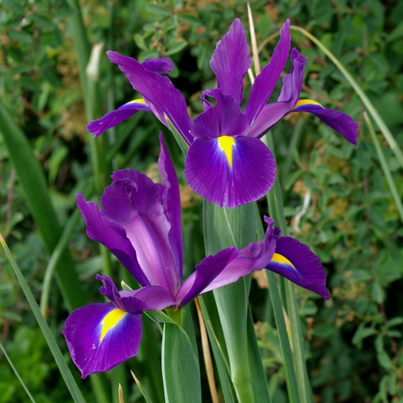 Iris x hollandica 'Purple Sensation'