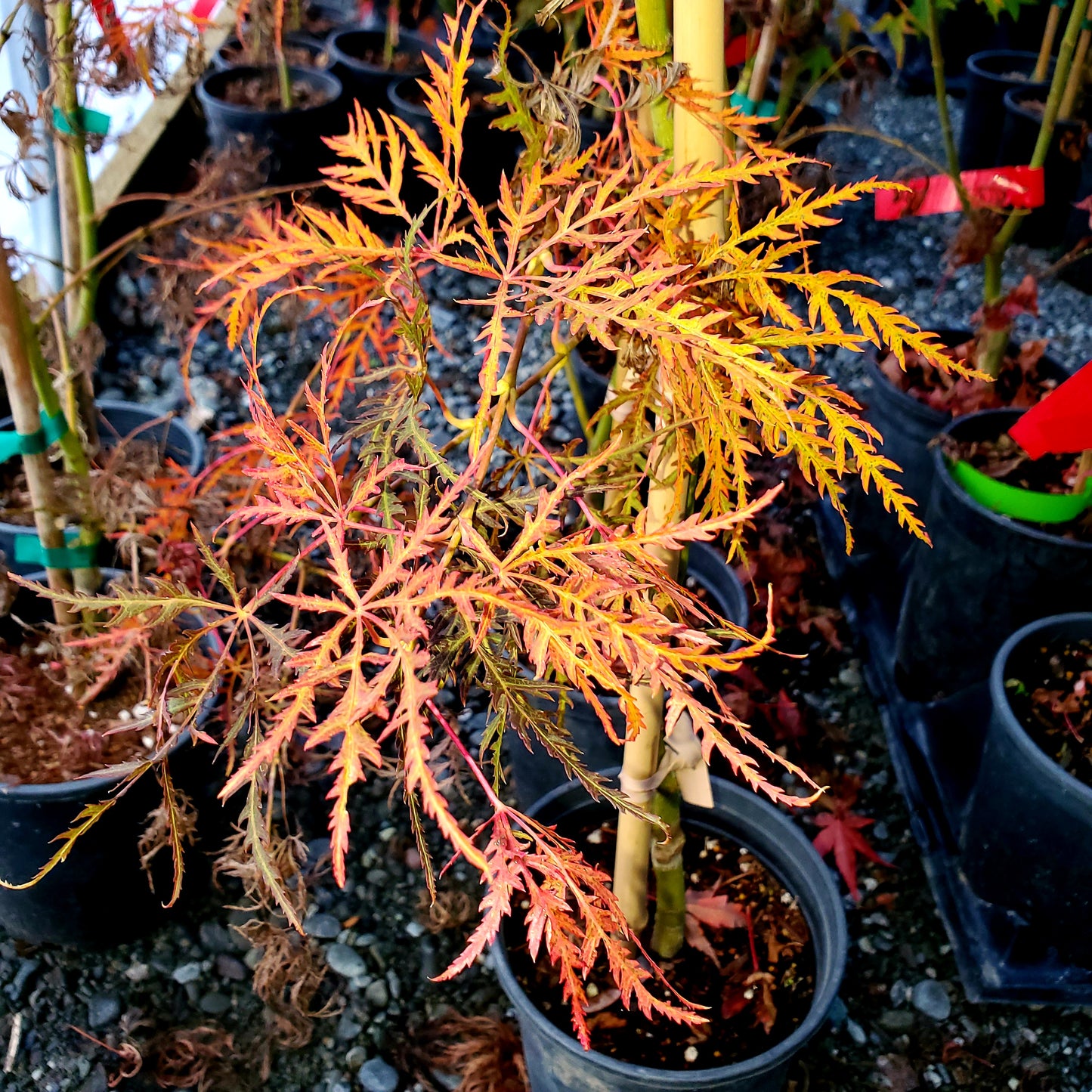 Acer palmatum 'Irish Lace'