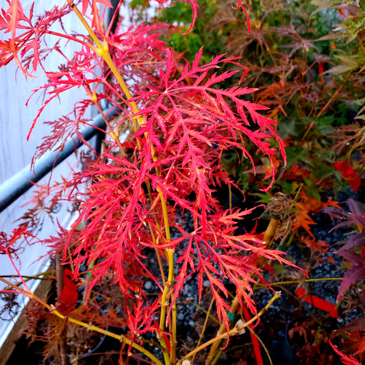 Acer palmatum 'Irish Lace'