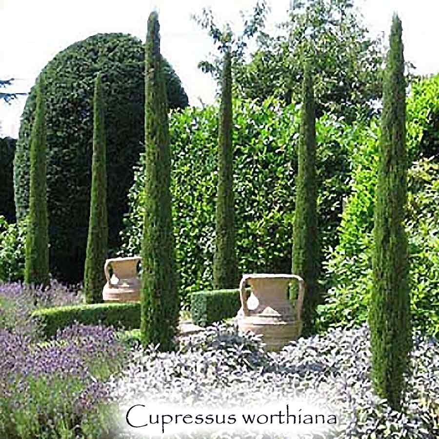 Cupressus sempervirens 'Worthiana'  -   Narrow Italian Cypress