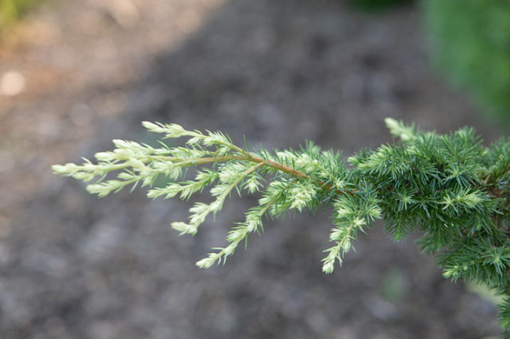 Juniperus rigida 'Hikari'