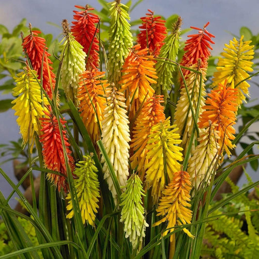 Kniphofia uvaria 'Flamenco Mixed'