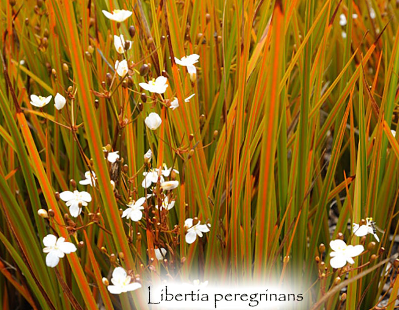 Libertia peregrinans