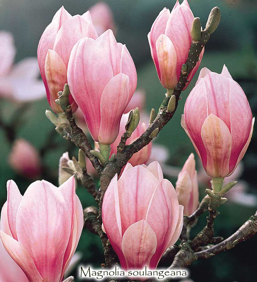 Magnolia x soulangeana