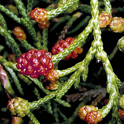 Tasmanian Creeping Pine