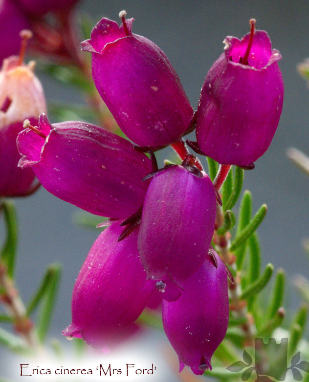 Erica cinerea 'Mrs. Ford'