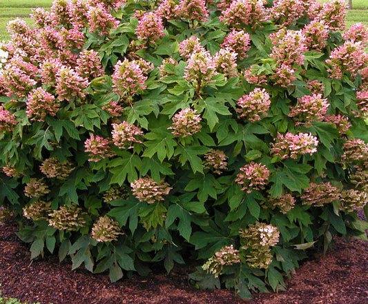 Munchkin Hydrangea