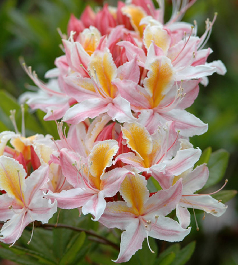 R. Occidentale Select Western Azalea