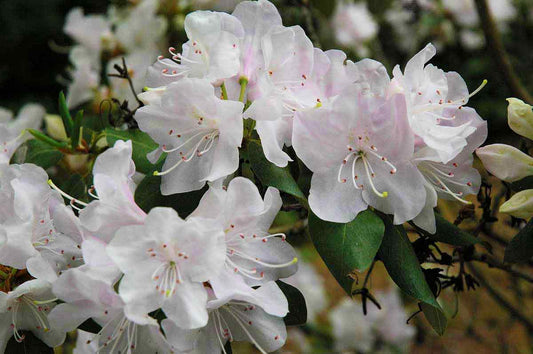 R. oreotrephes  -  White or Pink Form