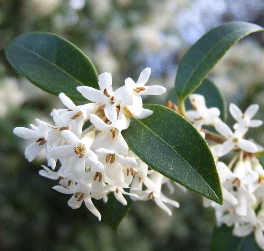 Osmanthus x burkwoodii