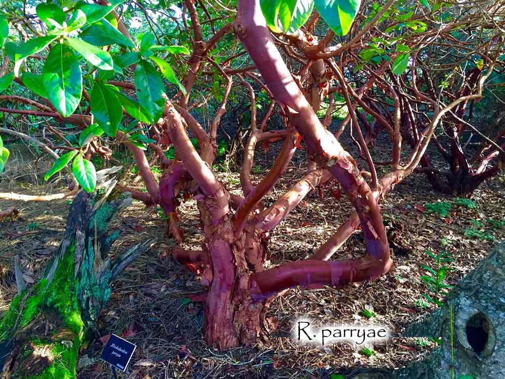 Rhododendron parryae