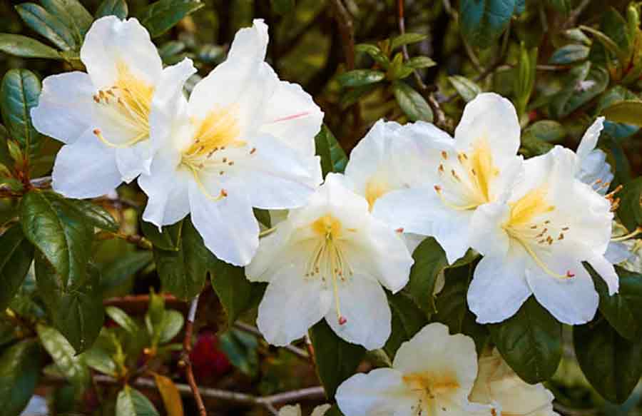 Rhododendron parryae