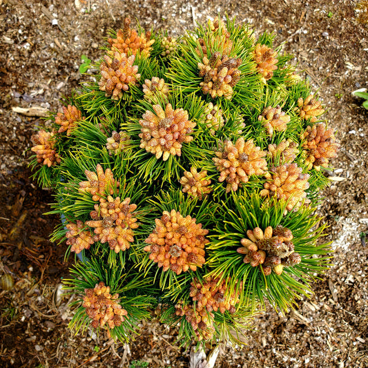 Pinus mugo 'Emerald Dwarf'