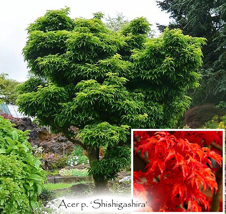 Acer palmatum 'Shishigashira'  - The Lion's Head Japanese Maple