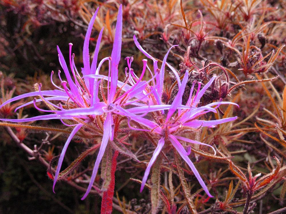 R. stenopetalum var. Linearifolium