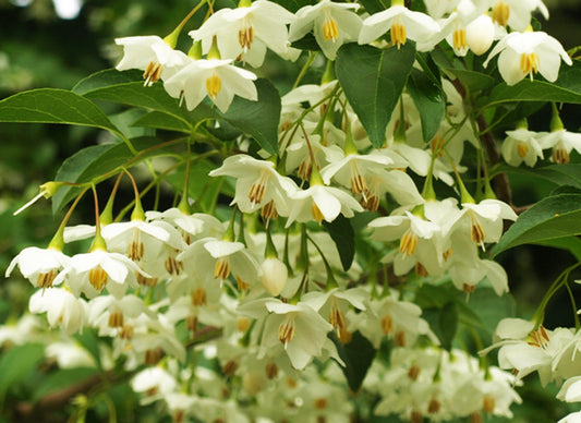 Japanese Snowbell