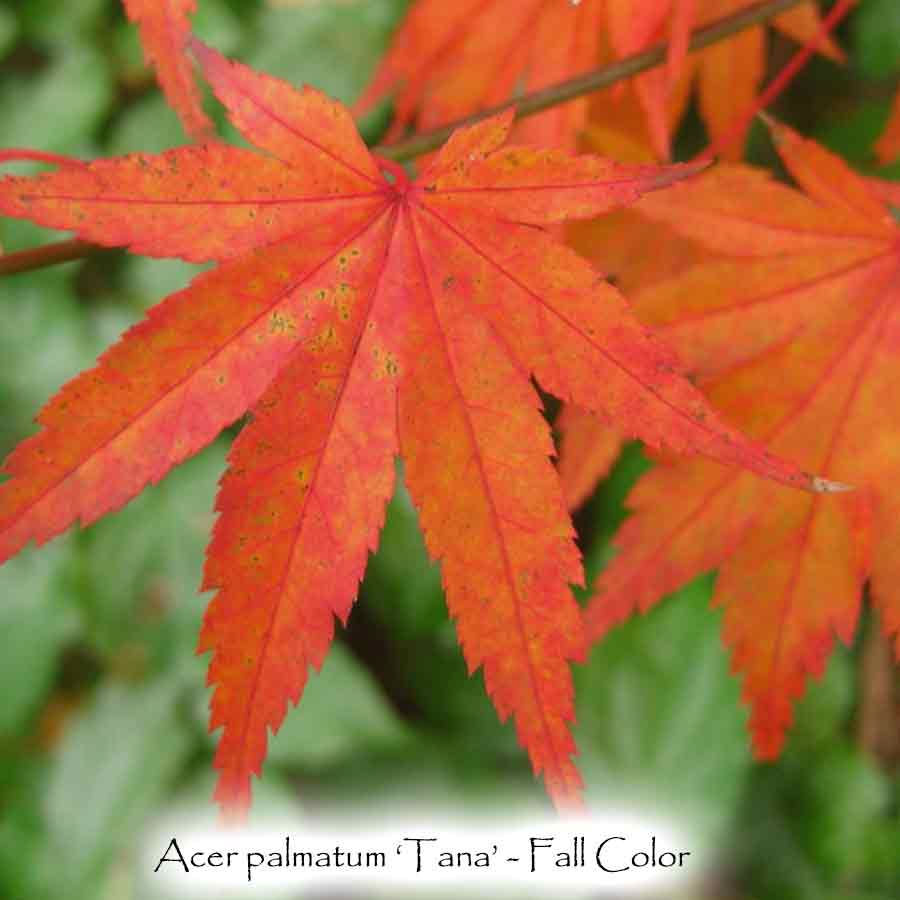 Acer palmatum 'Tana'