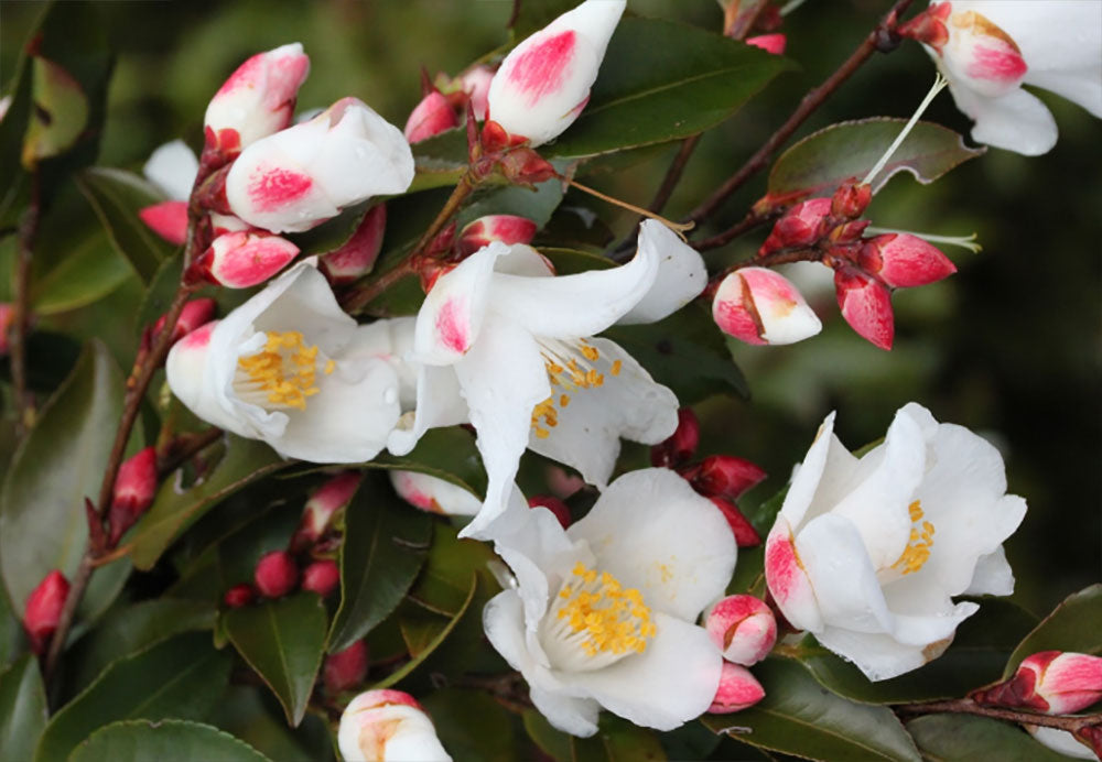 Camellia transnokoensis - Taiwan Camellia