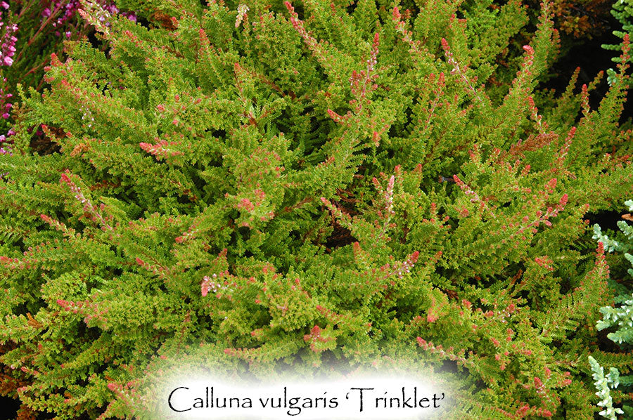 Calluna vulgaris 'Trinklet'