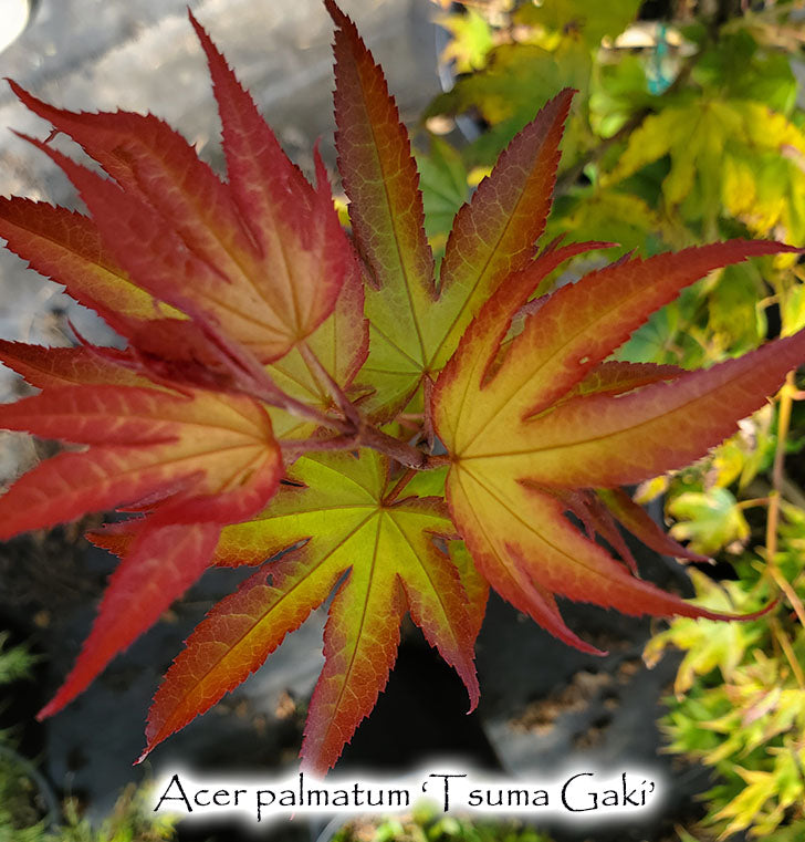 Acer palmatum 'Tsuma Gaki'