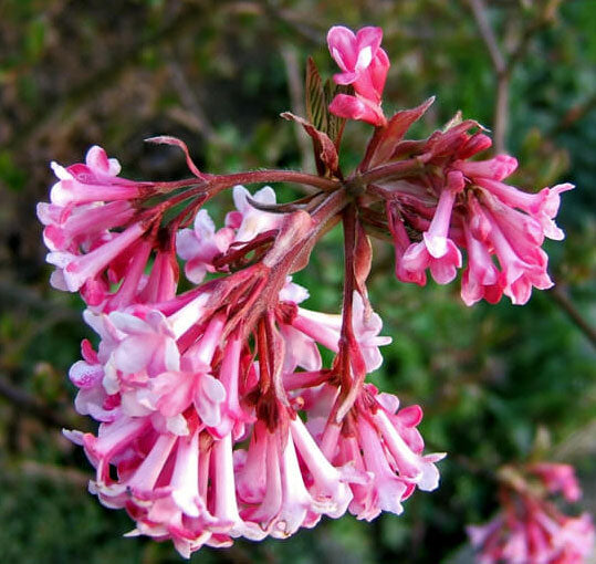 Viburnum x bodnantense 'Pink Dawn'