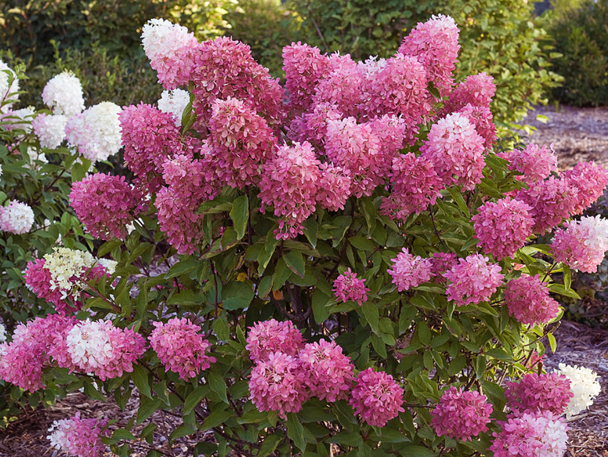 Hydrangea paniculata 'Zinfin Doll'